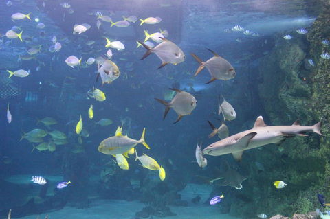 SEA LIFE Sydney Aquarium Entrance Ticket - Accommodation Great Ocean Road 9