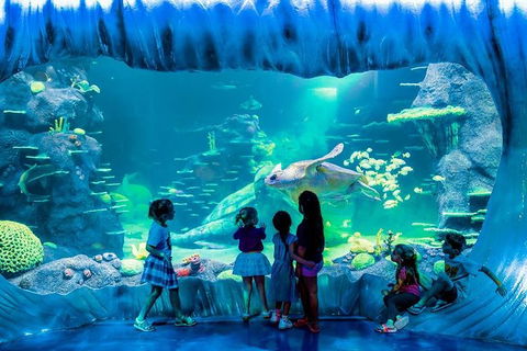 SEA LIFE Sydney Aquarium Entrance Ticket - Accommodation Great Ocean Road 0