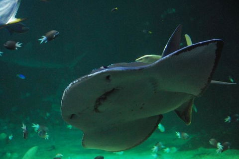 SEA LIFE Sydney Aquarium Entrance Ticket - Accommodation Great Ocean Road 20
