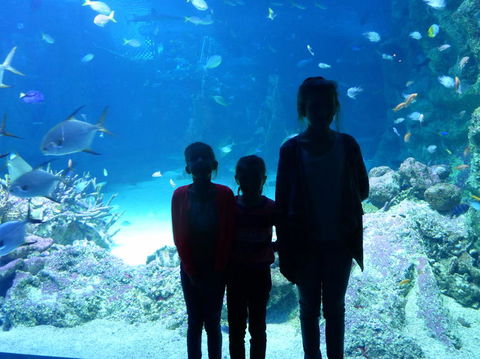 SEA LIFE Sydney Aquarium Entrance Ticket - Accommodation Great Ocean Road 10
