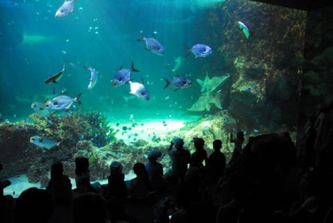 SEA LIFE Sydney Aquarium Entrance Ticket - Accommodation Great Ocean Road 21