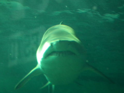 SEA LIFE Sydney Aquarium Entrance Ticket - Accommodation Great Ocean Road 13