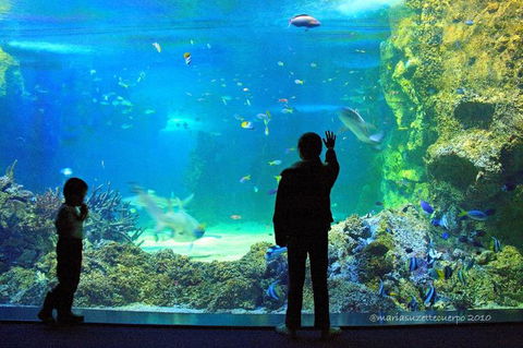 SEA LIFE Sydney Aquarium Entrance Ticket - Accommodation Great Ocean Road 15