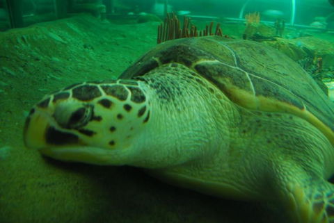SEA LIFE Sydney Aquarium Entrance Ticket - Accommodation Great Ocean Road 25