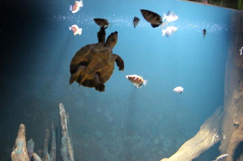 SEA LIFE Sydney Aquarium Entrance Ticket - Accommodation Great Ocean Road 4