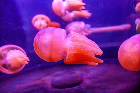 SEA LIFE Sydney Aquarium Entrance Ticket - Accommodation Great Ocean Road 31