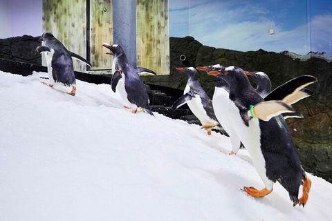 SEA LIFE Sydney Aquarium Entrance Ticket - Accommodation Great Ocean Road 32