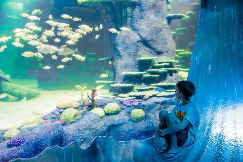 SEA LIFE Sydney Aquarium Entrance Ticket - Accommodation Great Ocean Road 28