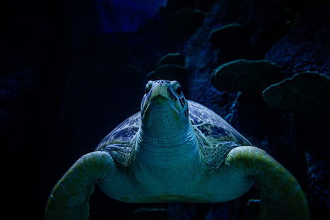 SEA LIFE Sydney Aquarium Entrance Ticket - Accommodation Great Ocean Road 33