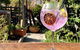 Northern Rivers Distillery Tour From Byron Bay, Kingscliff Or The Gold Coast - thumb 0