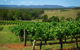 Private Luxury Tour: Hunter Valley Wineries With Cheese, Chocolate, Gourmet Food - thumb 6