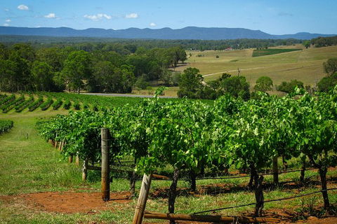 Private Luxury Tour: Hunter Valley Wineries With Cheese, Chocolate, Gourmet Food - Accommodation Great Ocean Road 6