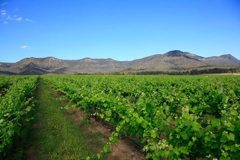 Private Luxury Tour: Hunter Valley Wineries With Cheese, Chocolate, Gourmet Food - Accommodation Great Ocean Road 3