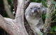 Blue Mountains And Featherdale Wildlife Park Day Tour - thumb 1
