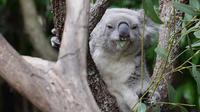 Blue Mountains And Featherdale Wildlife Park Day Tour - Accommodation Great Ocean Road 1