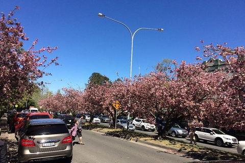 All-Day Blue Mountains Private Tour With Professional Guide For Up To 4 People - Accommodation Great Ocean Road 16