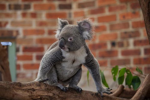 Blue Mountains Deluxe Overnight Eco Experience - Small Group (2-day) - Accommodation Great Ocean Road 1