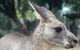 Luxury Blue Mountains Tour With Aussie BBQ Lunch And Wine Tasting - thumb 19