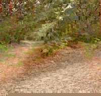 Daleys Point Walking Track - Accommodation Great Ocean Road