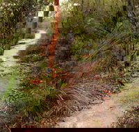 Great North walk - Brisbane Water National Park - Accommodation Great Ocean Road