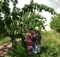 Harben Vale Pick Your Own Cherries - Accommodation Great Ocean Road
