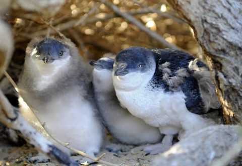 Penguin Island - Accommodation Great Ocean Road 0