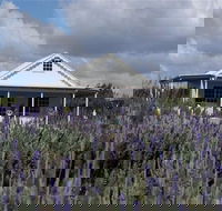 Amandine Lavender - Accommodation Great Ocean Road