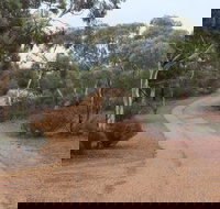 Karlkurla Bushland Park - Accommodation Great Ocean Road