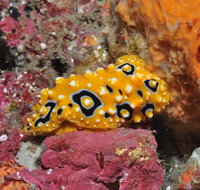 Magic Mountain Dive Site - Accommodation Great Ocean Road
