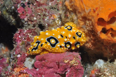 Magic Mountain Dive Site - Accommodation Great Ocean Road 0