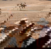 Monarto Safari Park - Accommodation Great Ocean Road