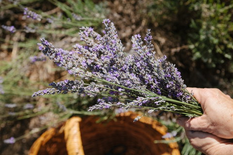 Nannup Lavender Farm - Accommodation Great Ocean Road 2