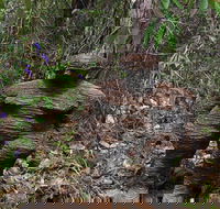 Understory Art In Nature - Accommodation Great Ocean Road