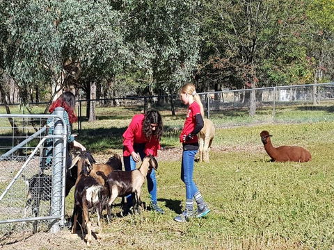 Animal Farm Visit - Accommodation Great Ocean Road 1