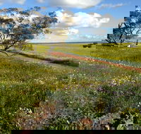 Coorow Wildflower Drive - Accommodation Great Ocean Road