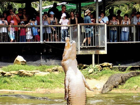 Crocodylus Park And Zoo - Accommodation Great Ocean Road 0