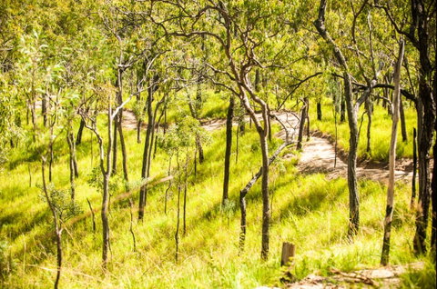 Davies Creek Mountain Bike Park - Accommodation Great Ocean Road 0