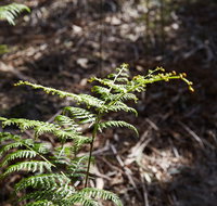 Langwarrin Flora and Fauna Reserve Walking Trails - Accommodation Great Ocean Road