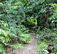 Seaforth Oval to Natural Bridge Track - Accommodation Great Ocean Road