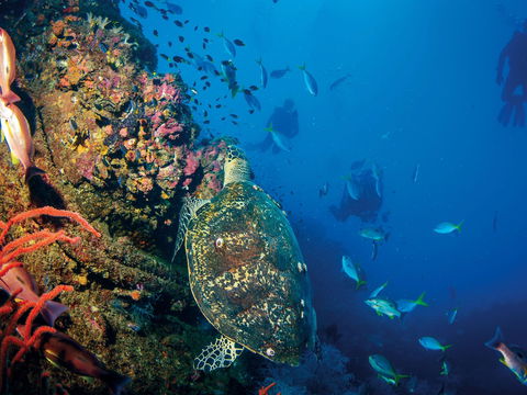 SS Yongala Dive Site - Accommodation Great Ocean Road 0