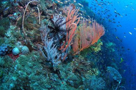 SS Yongala Dive Site - Accommodation Great Ocean Road 1