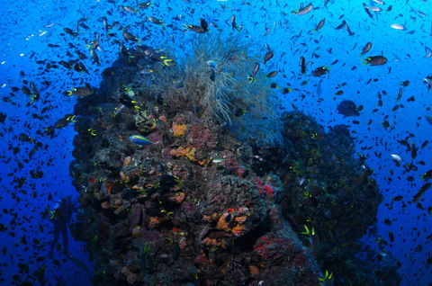 SS Yongala Dive Site - Accommodation Great Ocean Road 2
