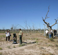 Sturt's tree walk