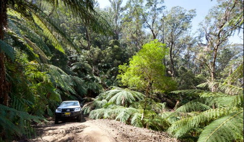 Wadbilliga Road Drive - Accommodation Great Ocean Road 0