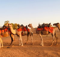 Broken Hill Camels