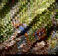 Devils Thumb Manjal Jimalji Trail - Accommodation Great Ocean Road