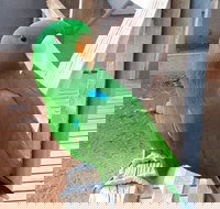 Eyre Reptile  Wildlife Park - Accommodation Great Ocean Road