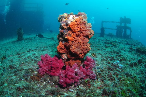 HMAS Brisbane Dive Site - Accommodation Great Ocean Road 0