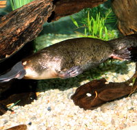 Platypus House