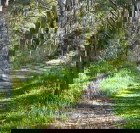 Stoodley Forest Walk and Arboretum - Accommodation Great Ocean Road